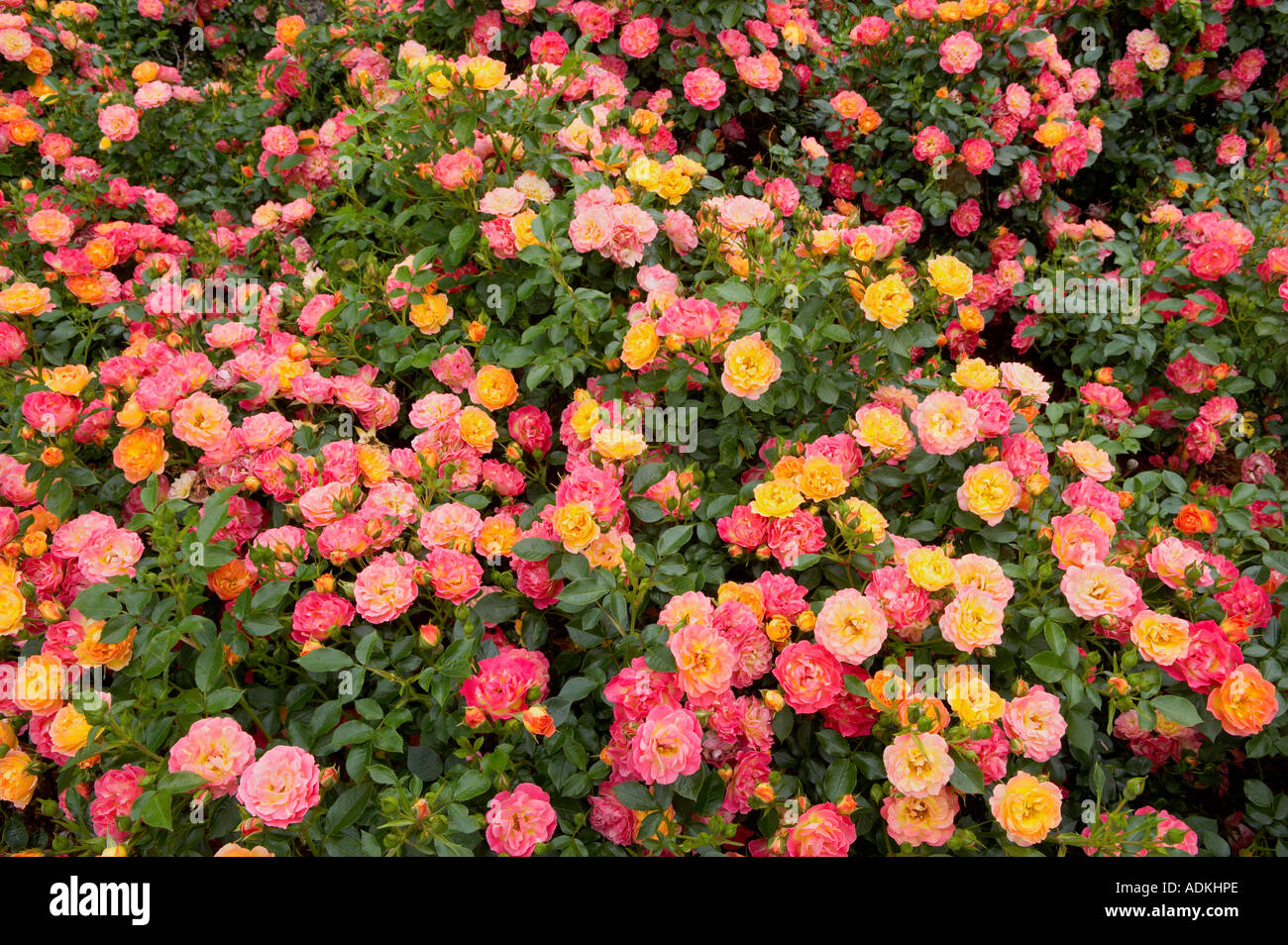 Carpet of Color roses Heirloom Gardens Oregon Stock Photo