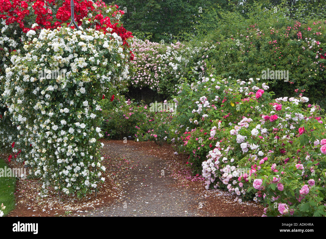Path through display garden of roses at Heirloom Gardens Oregon Stock Photo