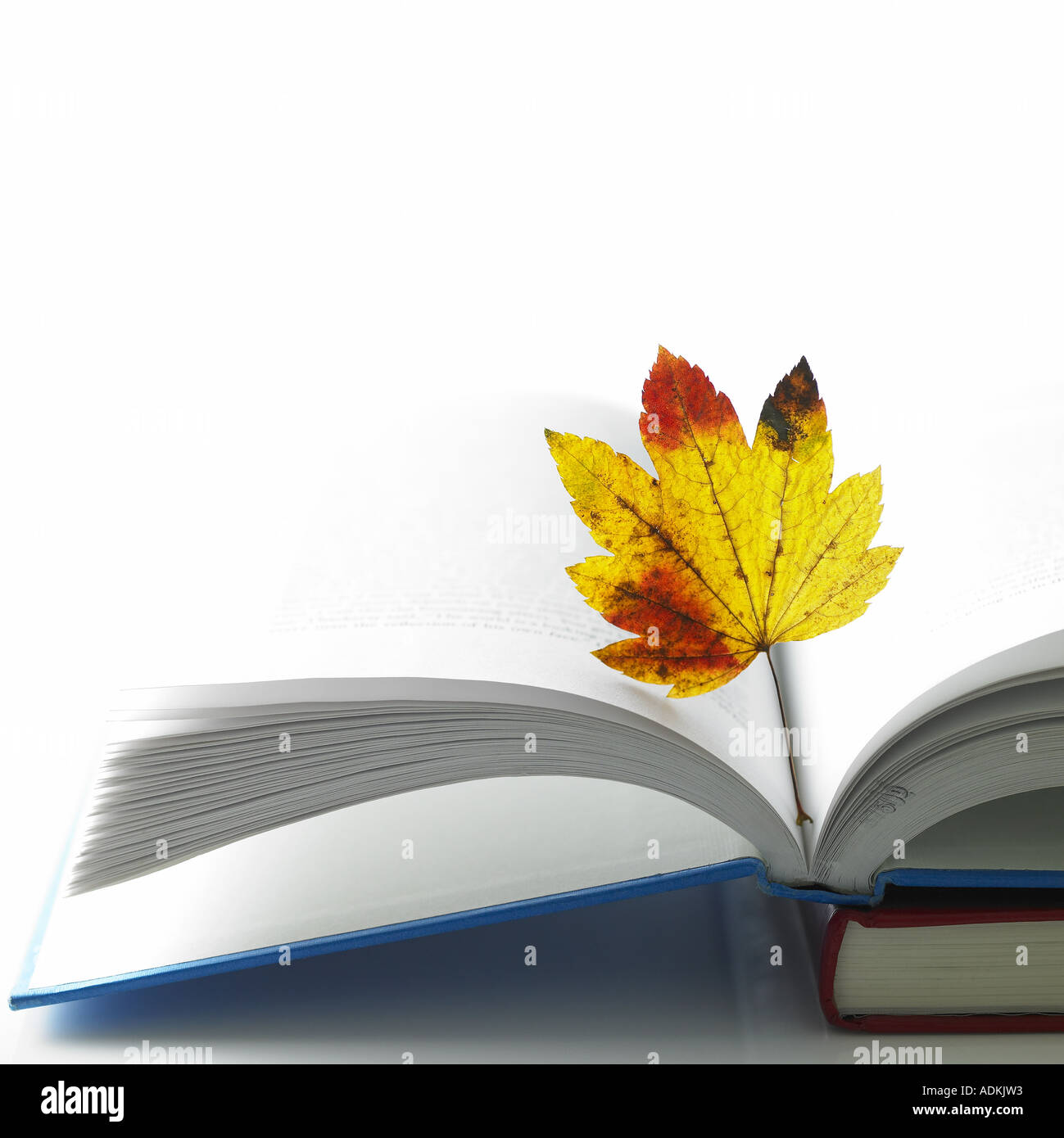 an opened book and a maple leaf Stock Photo