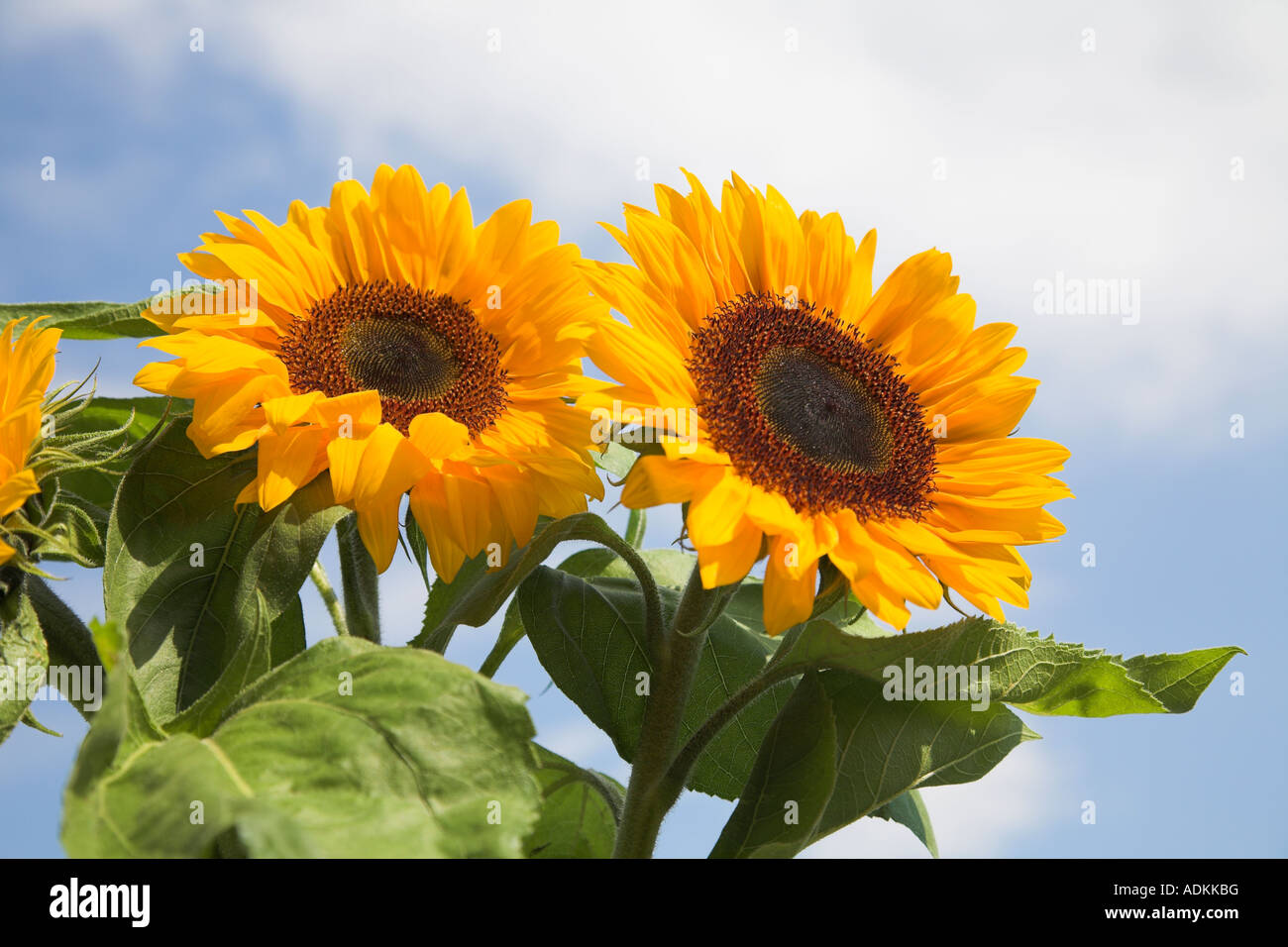 Two sunflower heads pointing up towards the sun Stock Photo Alamy