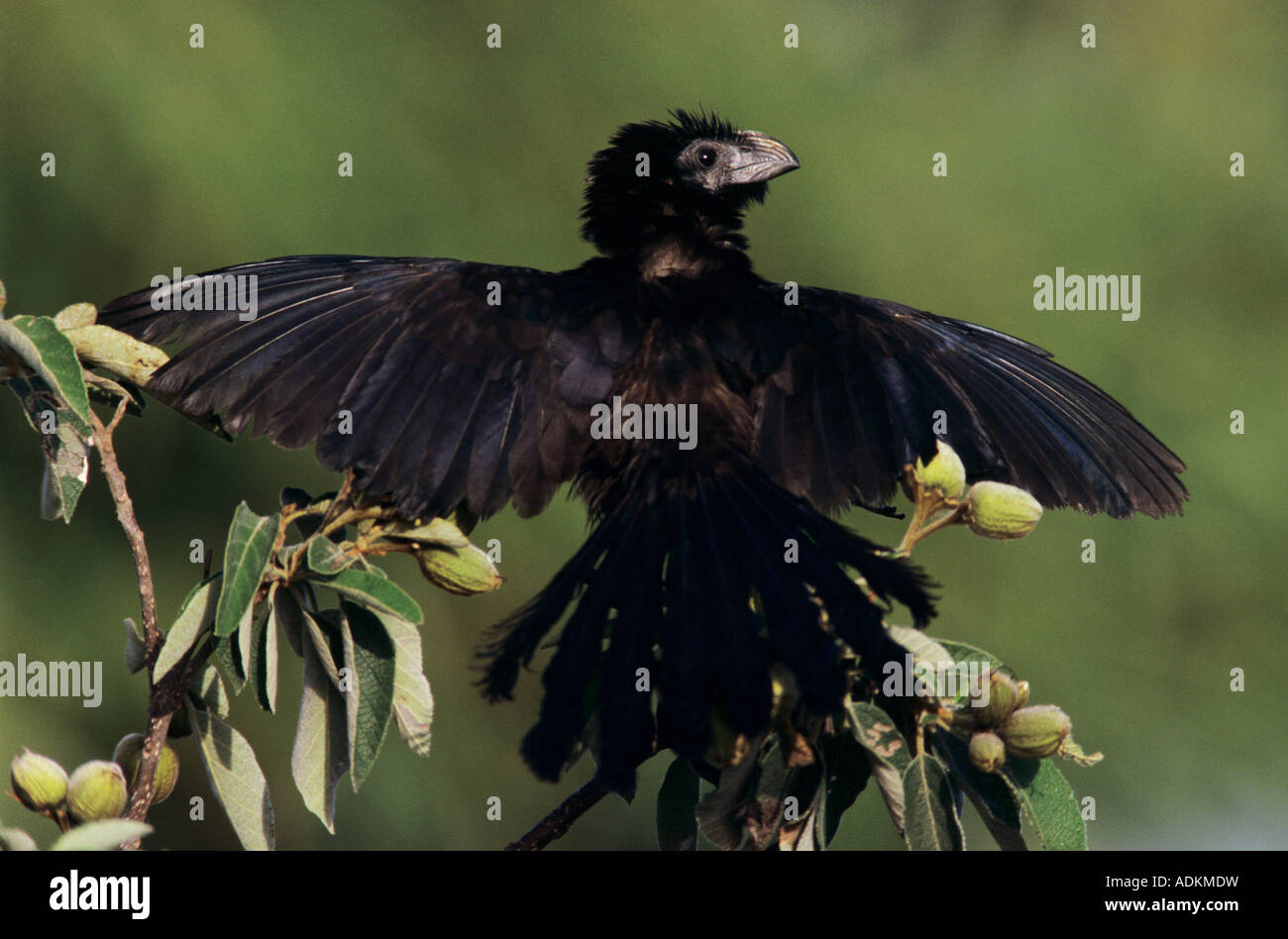 Groove-billed Ani Crotophaga sulcirostris adult sunbathing on Mexican Olive Tree Cameron County Rio Grande Valley Texas USA Stock Photo