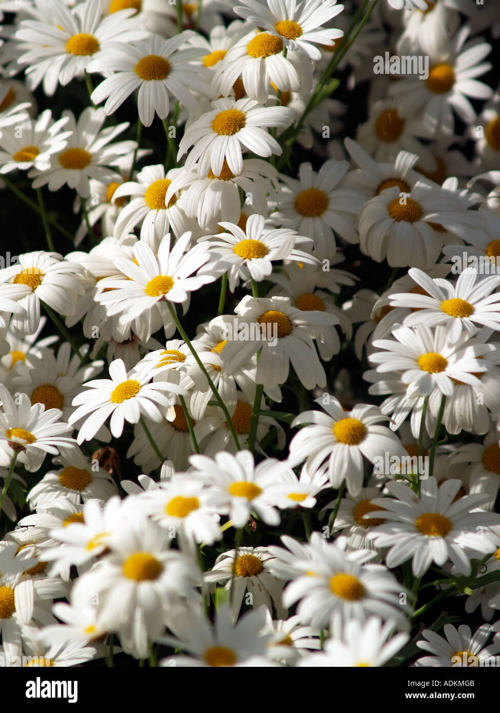 Margarita blanca hires stock photography and images Alamy