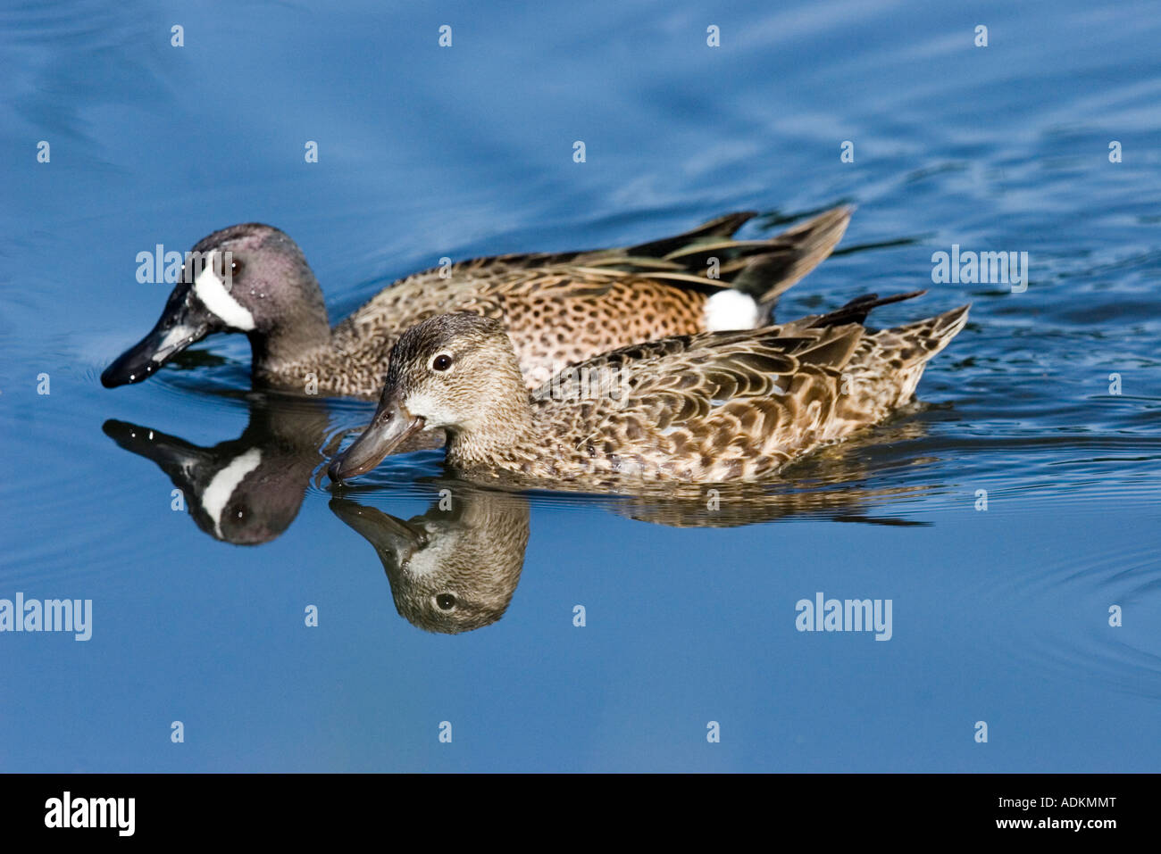 Blue-winged Teal Anas discors Stock Photo