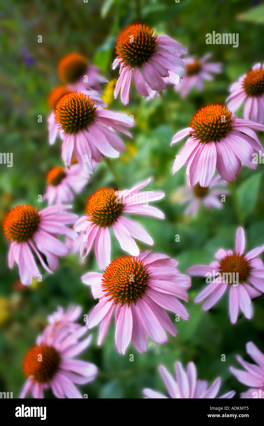 Cone flowers in small garden Halfway Oregon Stock Photo Alamy