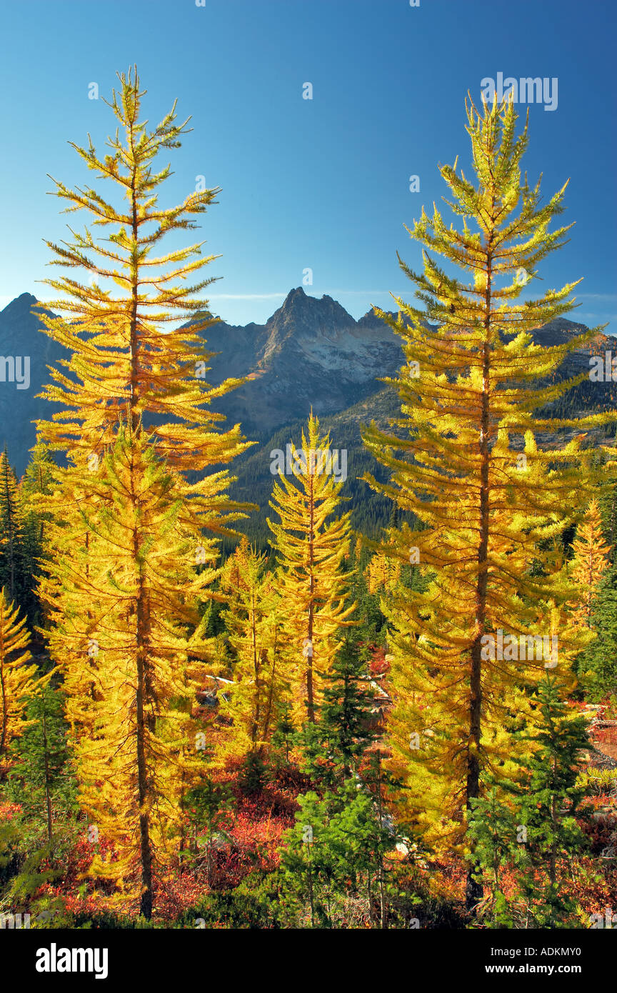 Tamarack or larch in fall color North Cascades National Park Washington Stock Photo