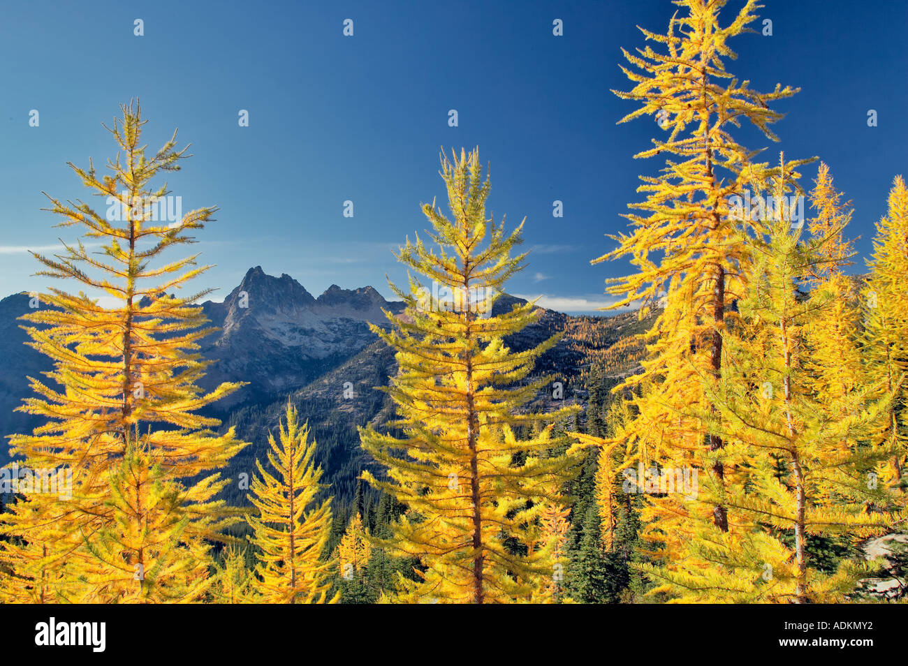 Tamarack or larch in fall color North Cascades National Park Washington Stock Photo