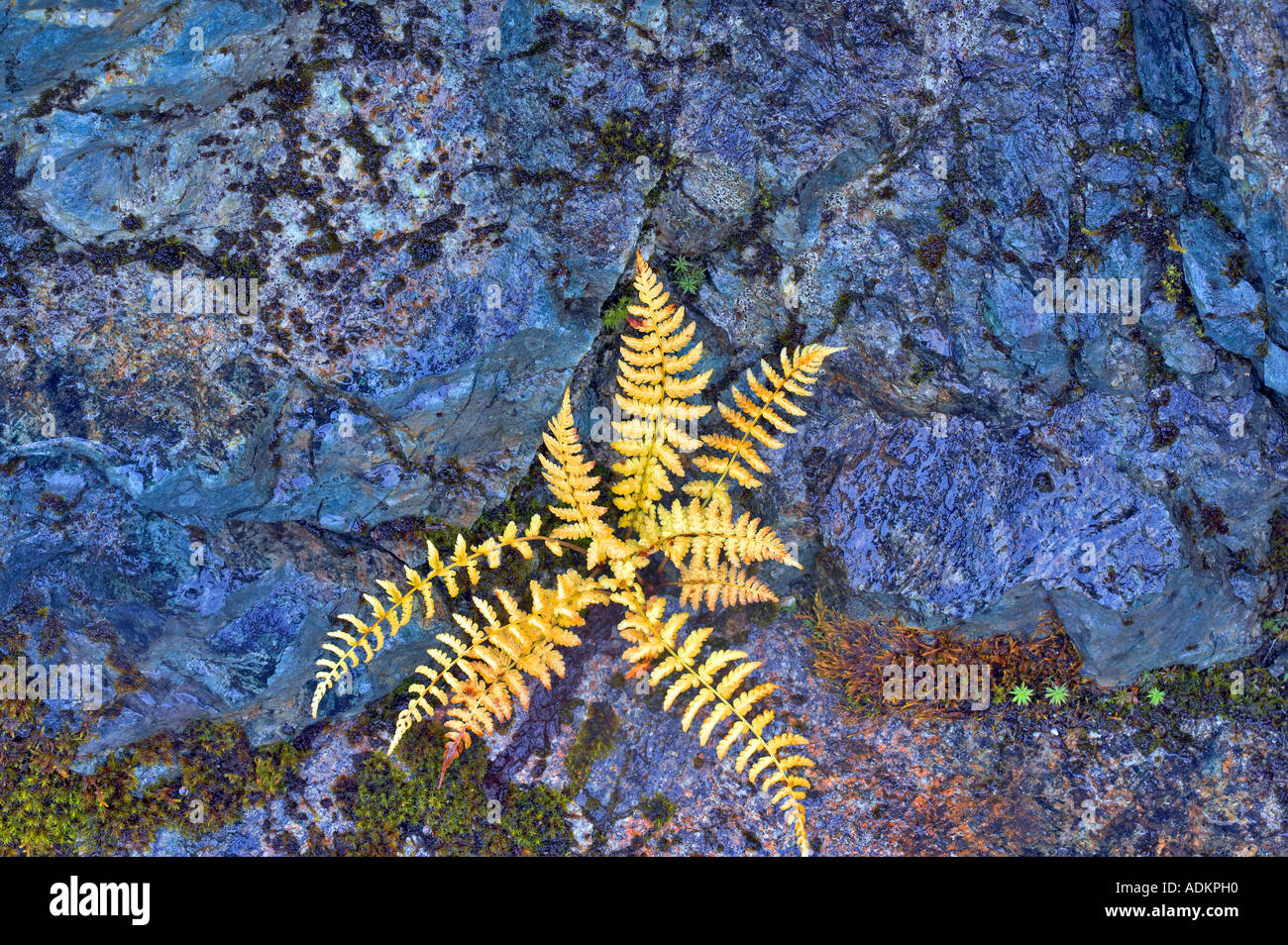 Fern in fall color growing in rock wall Mt Baker Wilderness Washington Stock Photo