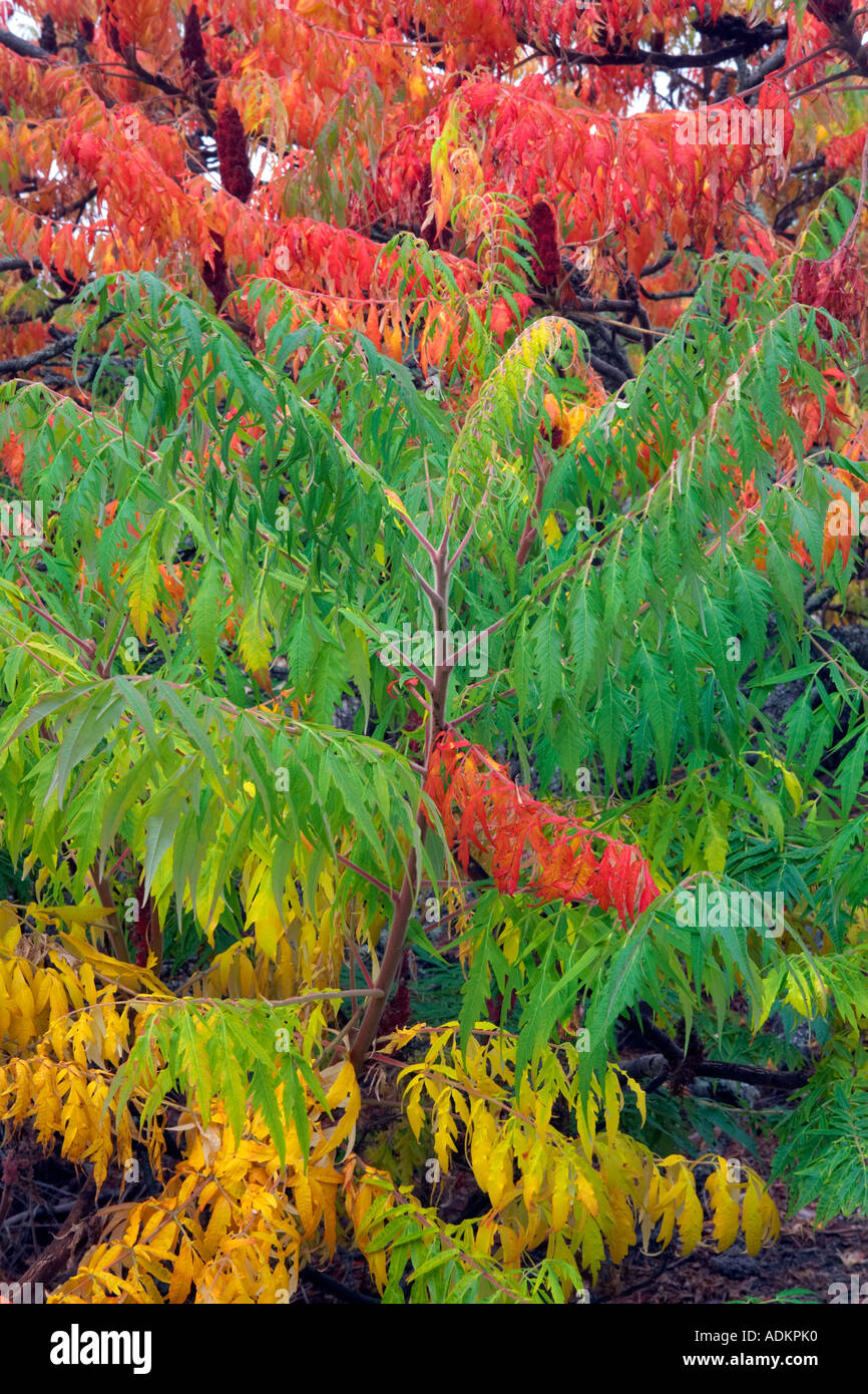 Cutleaf Sumac Rhus glabra Laciniata in fall color Hoyt Arboretum Portland Oregon Stock Photo