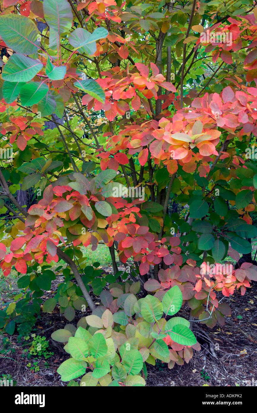 Cotinus Grace in fall color Hoyt Arboretum Portland Oregon Stock Photo