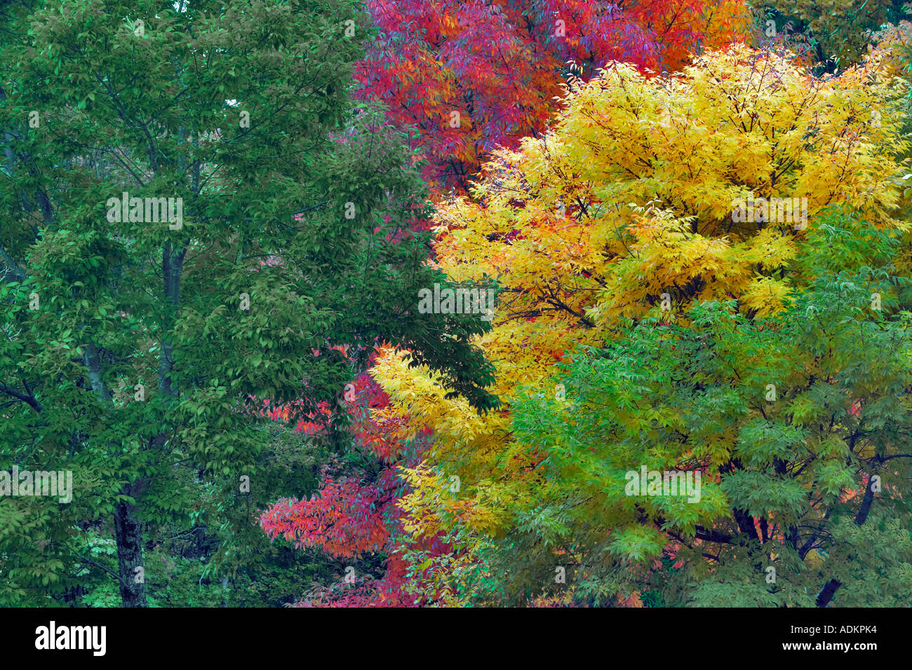 American Ash Fraximus Americana in fall color Hoyt Arboretum Portland Oregon Stock Photo