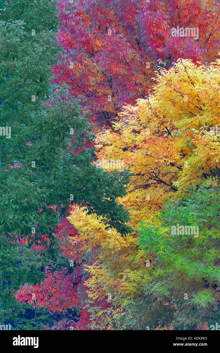 American Ash Fraximus Americana in fall color Hoyt Arboretum Portland Oregon Stock Photo