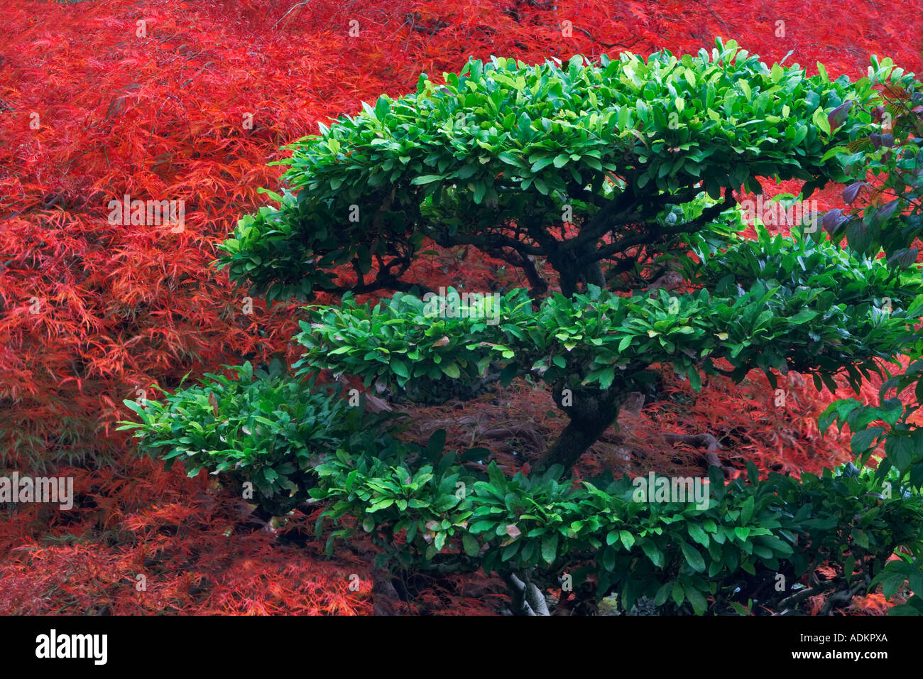 Japanese Maple leaves in fall color and sculptured shrub Japanese Gardens Portland Oregon Stock Photo
