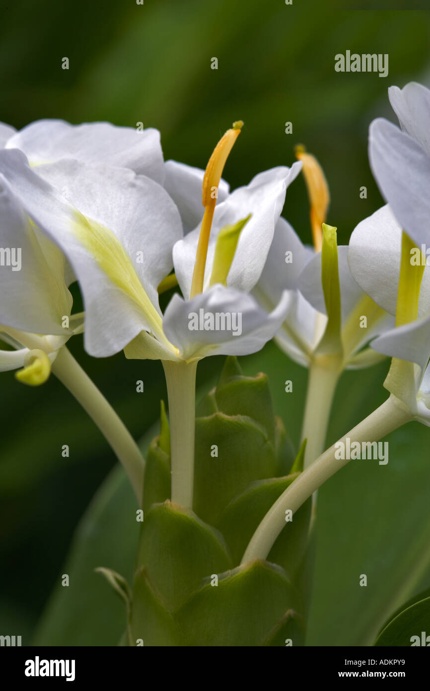 Hardy White Butterfly Ginger Hedychium coronarium Hughes Water Gardens