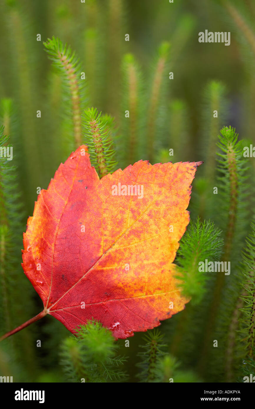 Acer rubrum leaf hi-res stock photography and images - Alamy