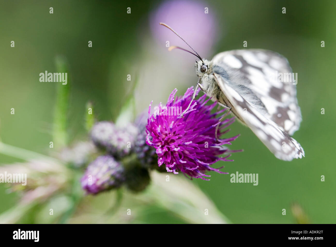 Melanargia Galathea. Marbled white butterfly on a thistle flower in the English countryside Stock Photo