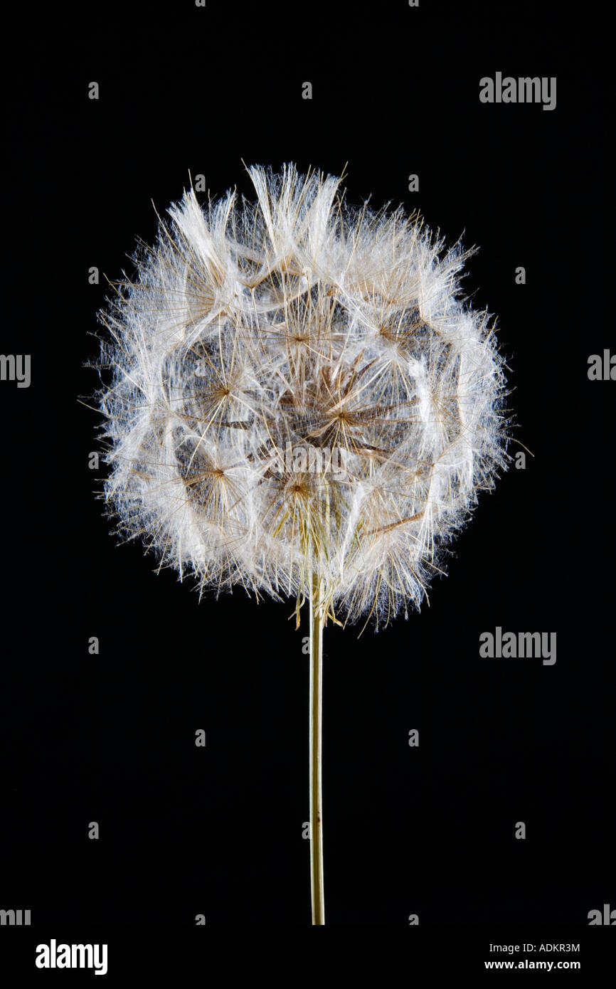 Black dandelion hi-res stock photography and images - Alamy