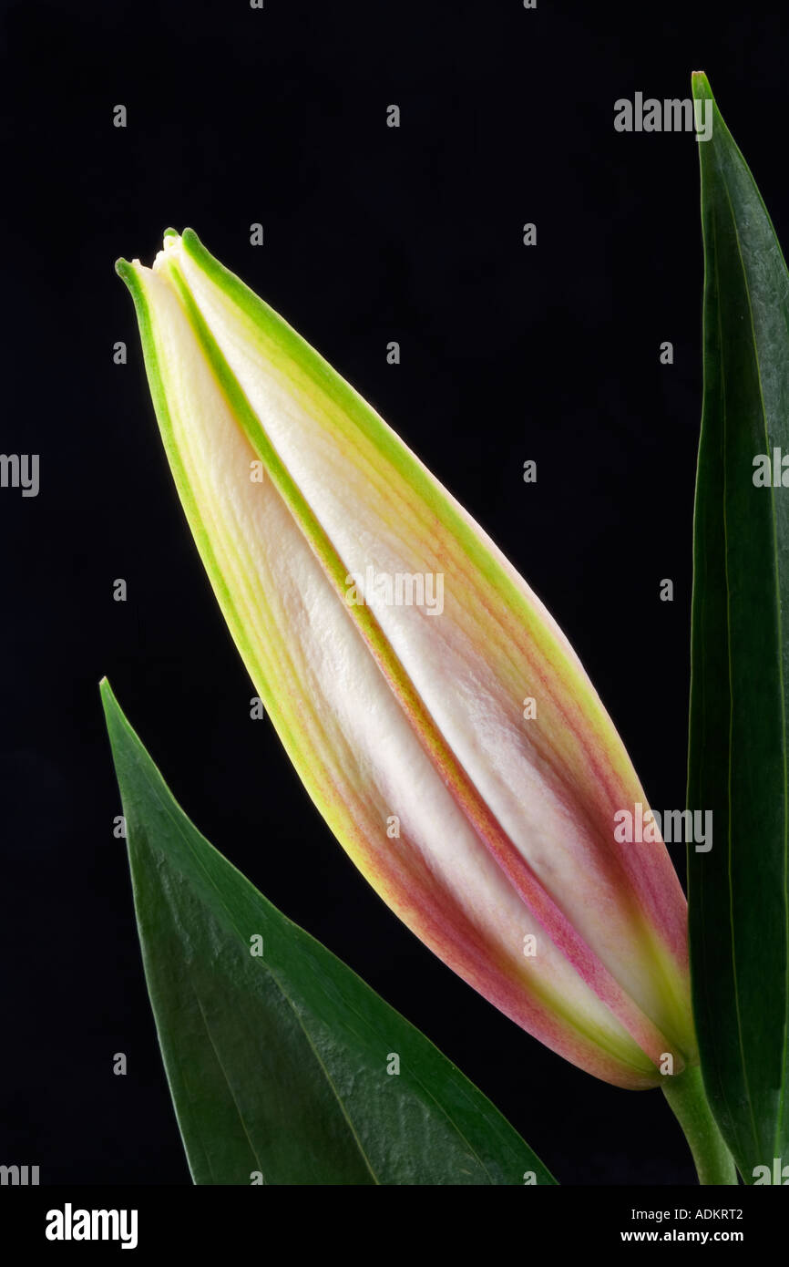 Lily bud and leaves Stock Photo