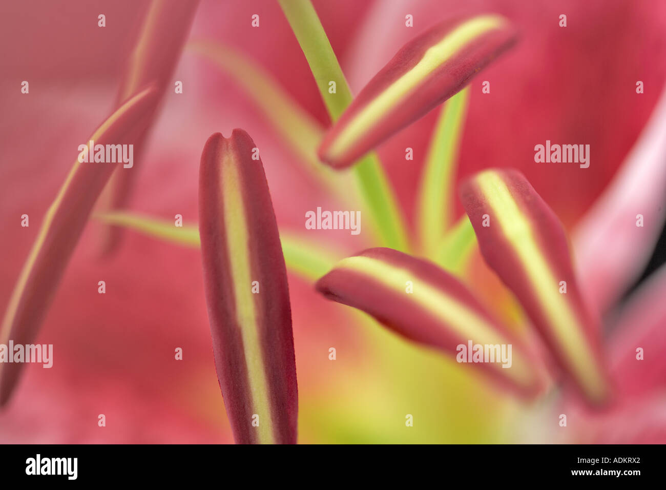 Close up of stamens and pistil in a Star Gazer Lily Stock Photo