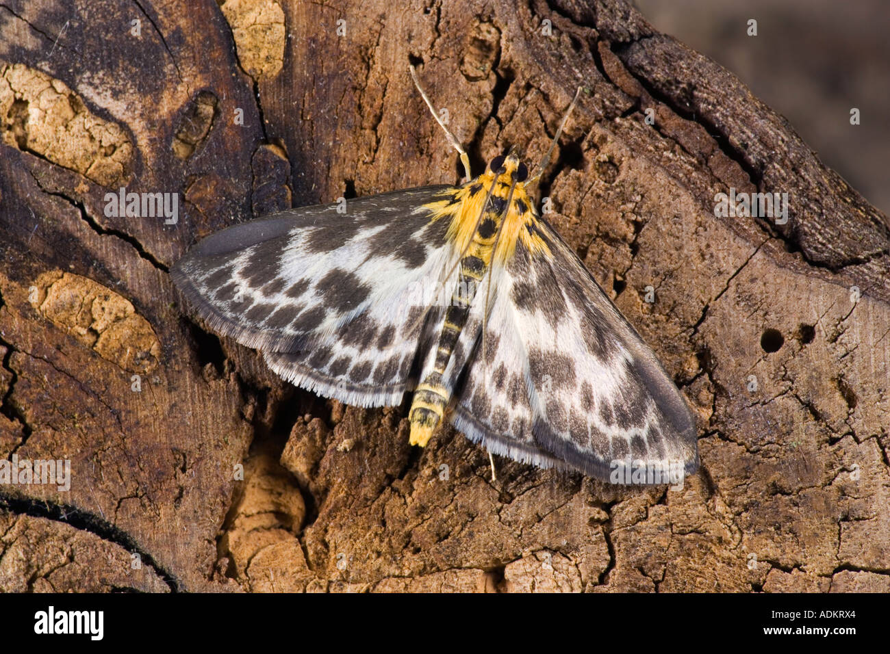 Small Magpie Eurrhypara hortulata at rest on log with wings open showing markings and detail Potton Bedfordshire Stock Photo