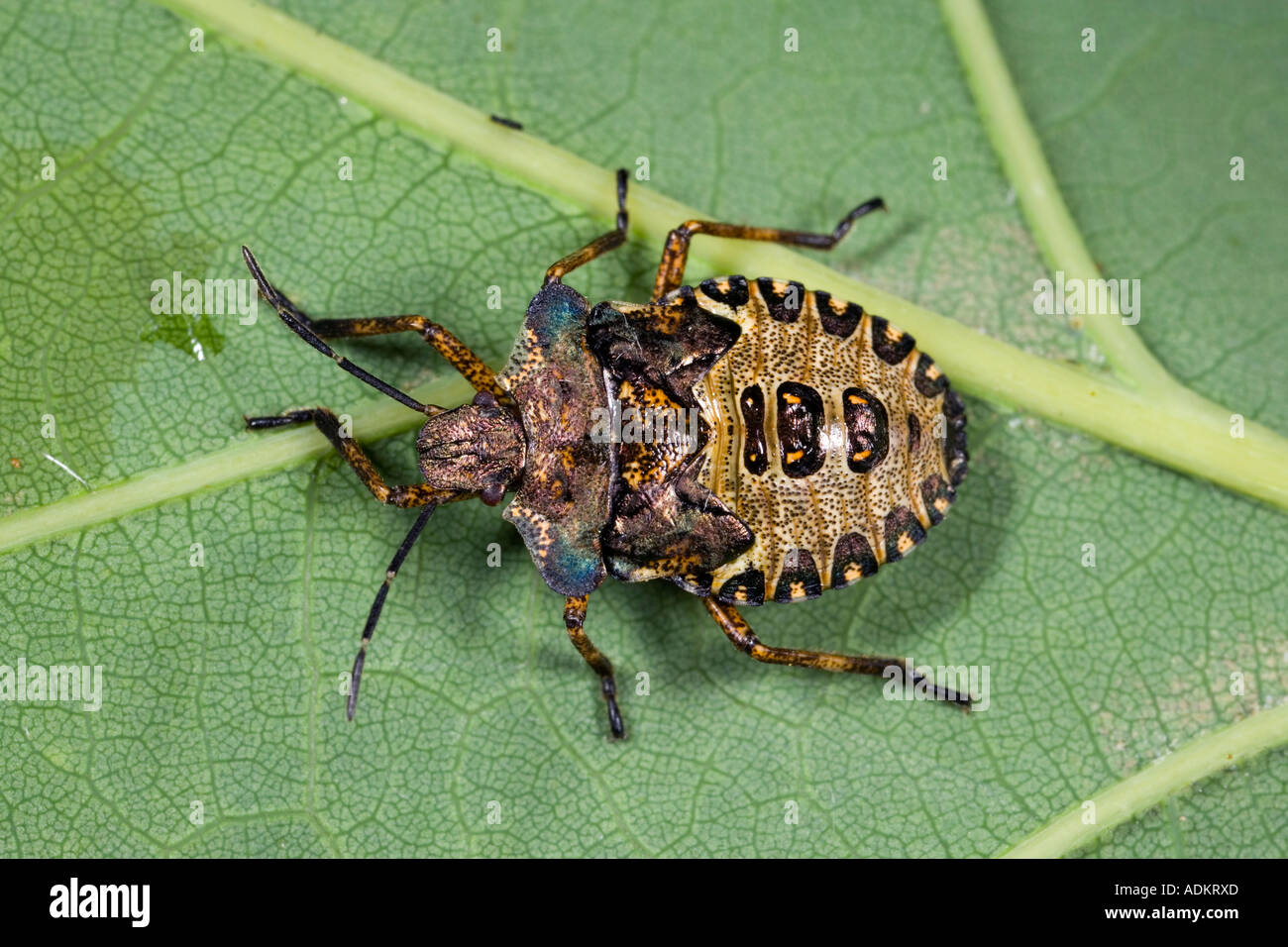 Young shield bug Troilus luridus on leaf showing nice makings and detail potton bedfordshire Stock Photo
