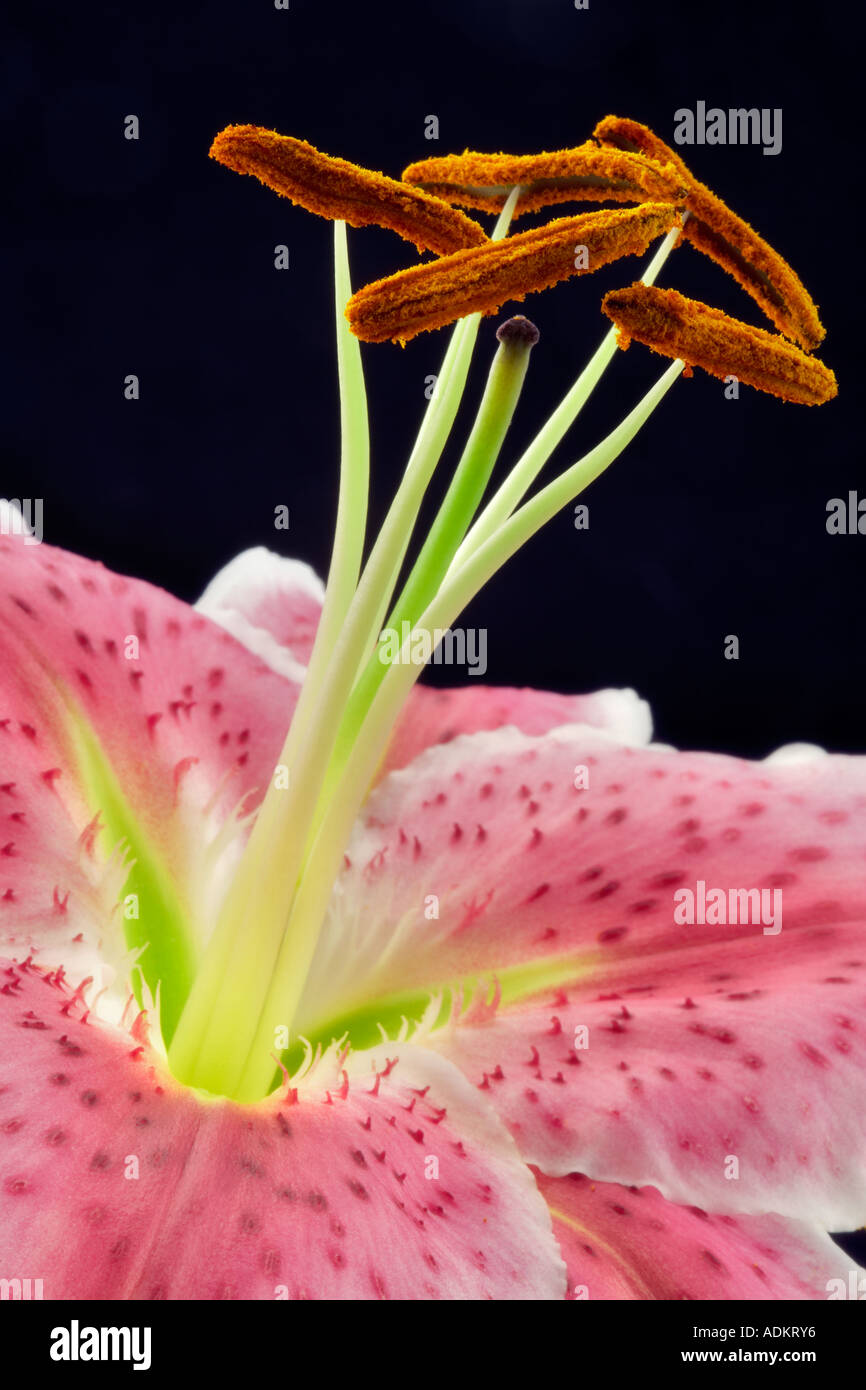 Close up of stamens and pistil in a Star Gazer Lily with pollen Stock