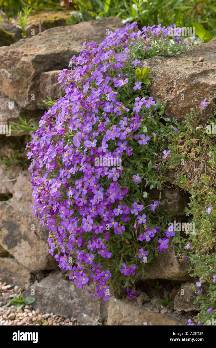 Aubretia trailing over a dry stone wall Stock Photo Alamy