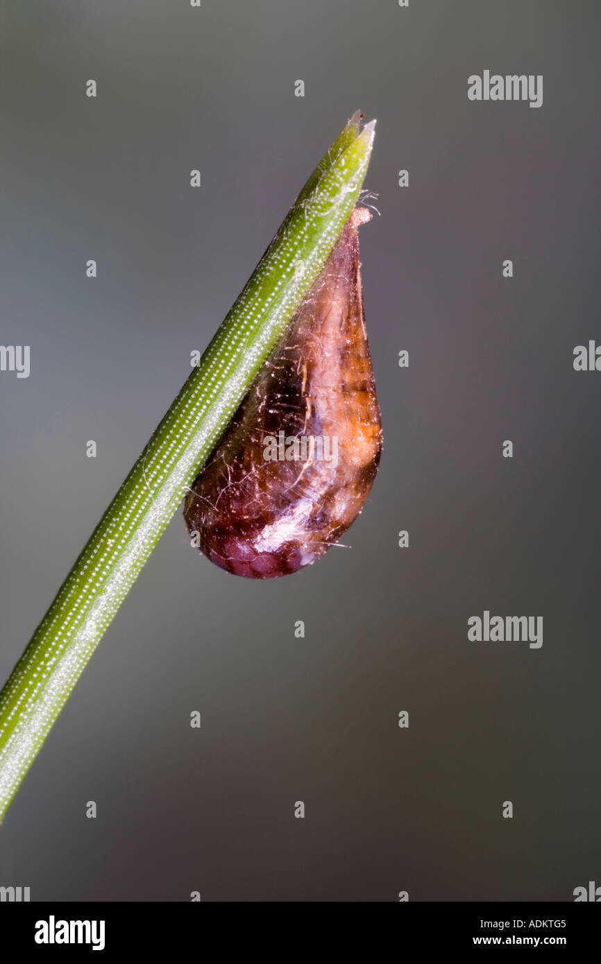 Episyrphus balteatus Marmalade hoverfly pupa on pine with nice out of focus background Potton Bedfordshire Stock Photo