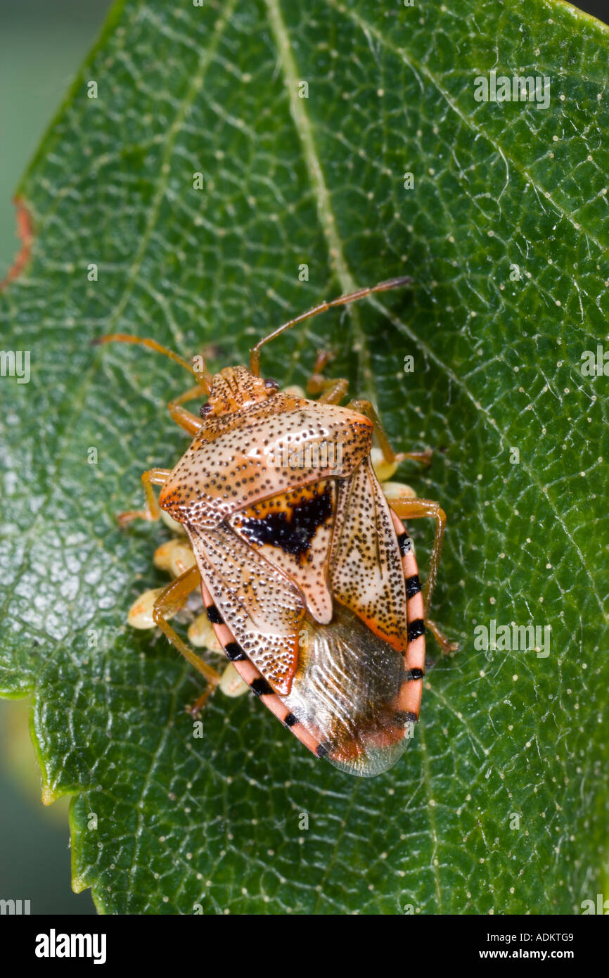 The parent bug Elasmucha grisea with young on birch leaf Potton Bedfordshire Stock Photo