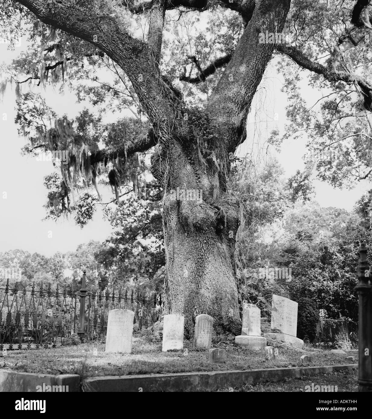 150 year old live oak tree towers over five headstones in St. Francisville's Episcopal Cemetery, Louisiana, USA. Stock Photo