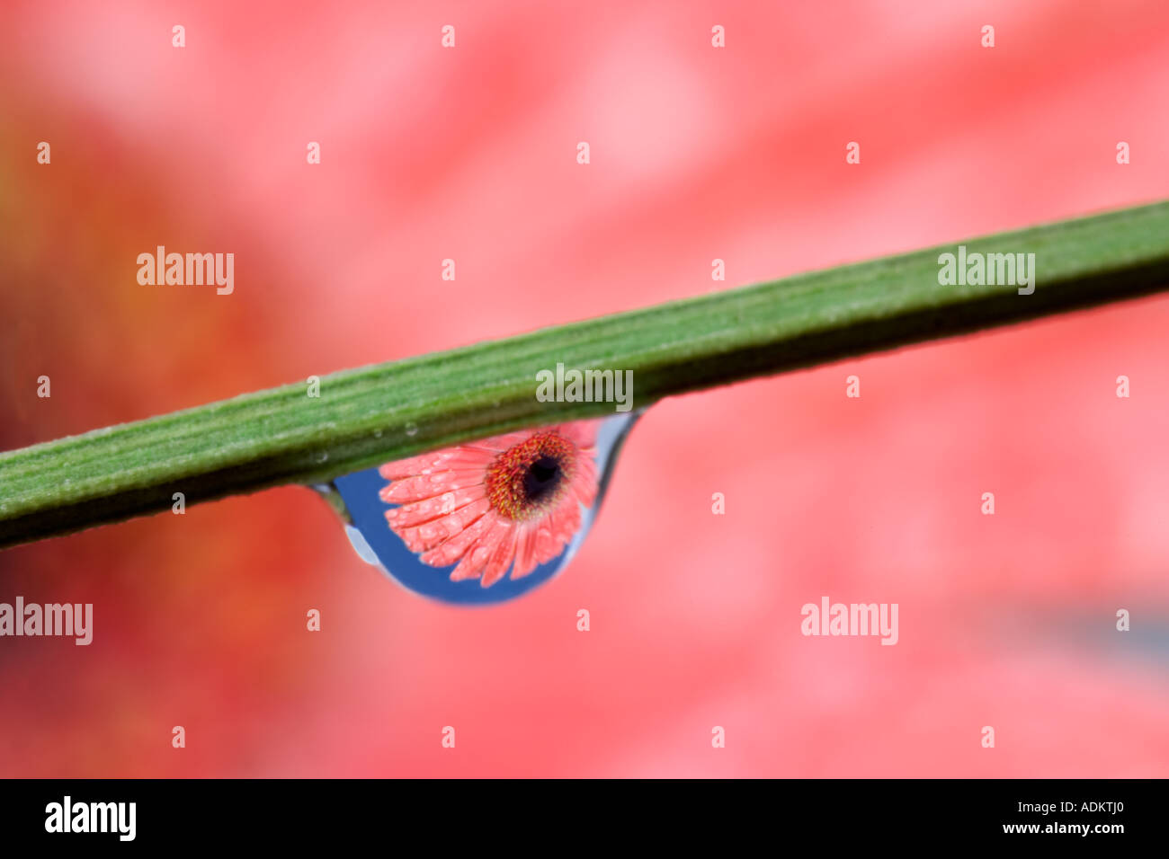 Gerbera Flower reflected in dew drop Stock Photo