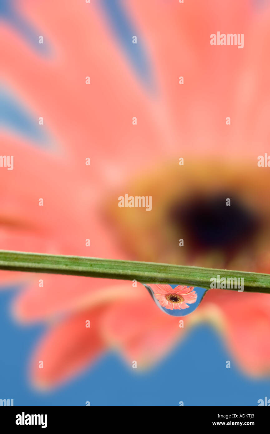 Gerbera Flower reflected in dew drop Stock Photo