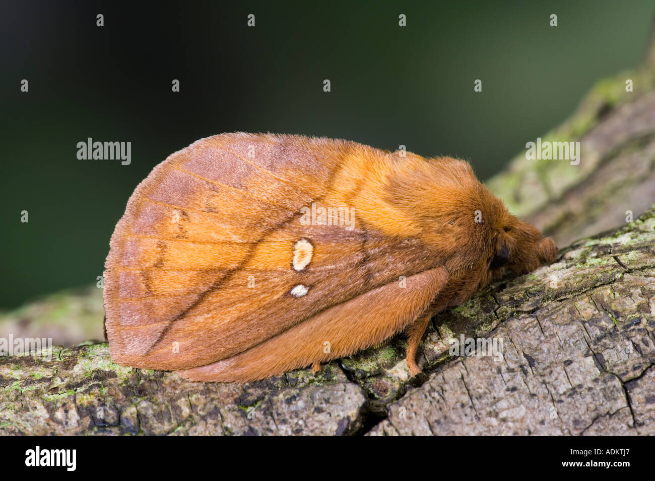 The Drinker Euthrix potatoria at rest on log showing markings with nice out of focus background potton bedfordshire Stock Photo