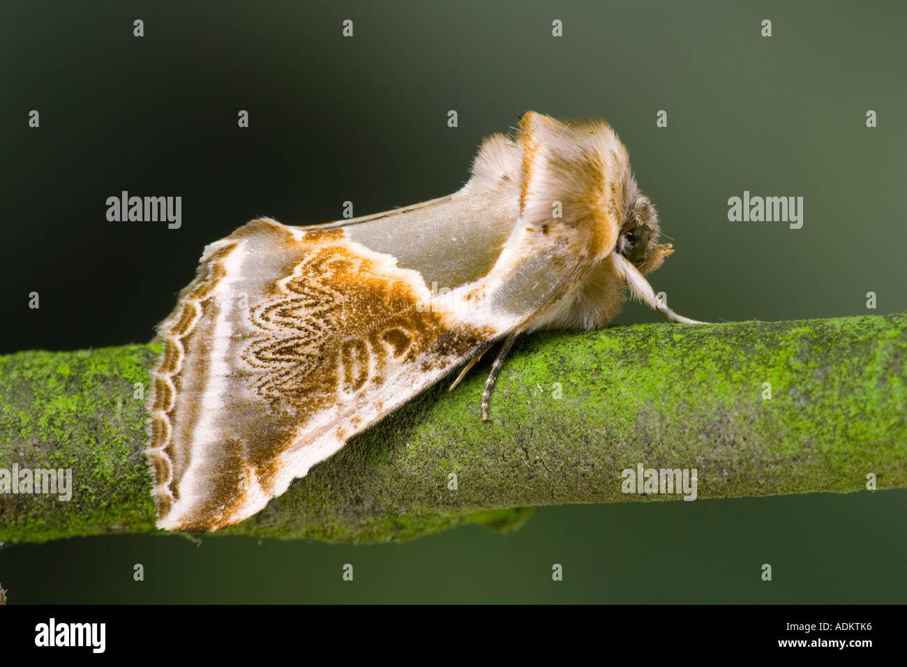 Buff Arches Habrosyne Pyritoides At Rest On Twig Showing Markings With ...