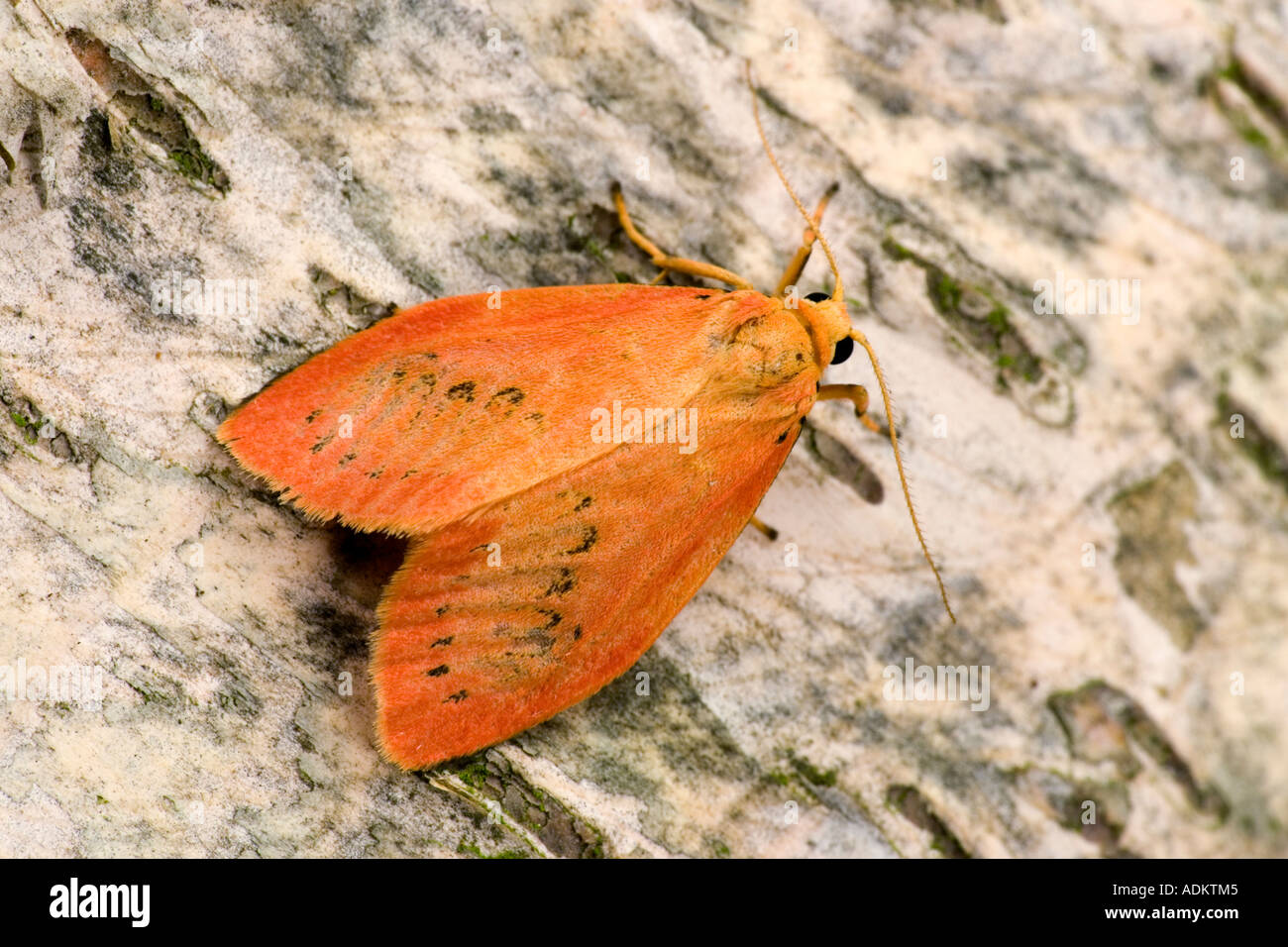 Rosy Footman Miltochrista miniata at rest on log showing markings and detail potton bedfordshire Stock Photo