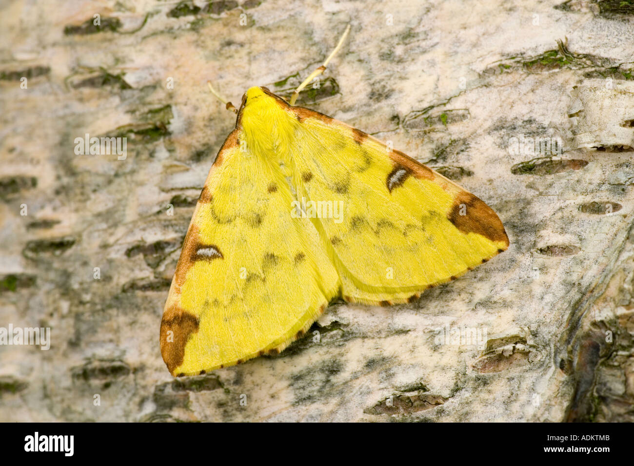 Brimstone Moth Opisthograptis luteolata at rest on log showing markings and detail potton bedfordshire Stock Photo
