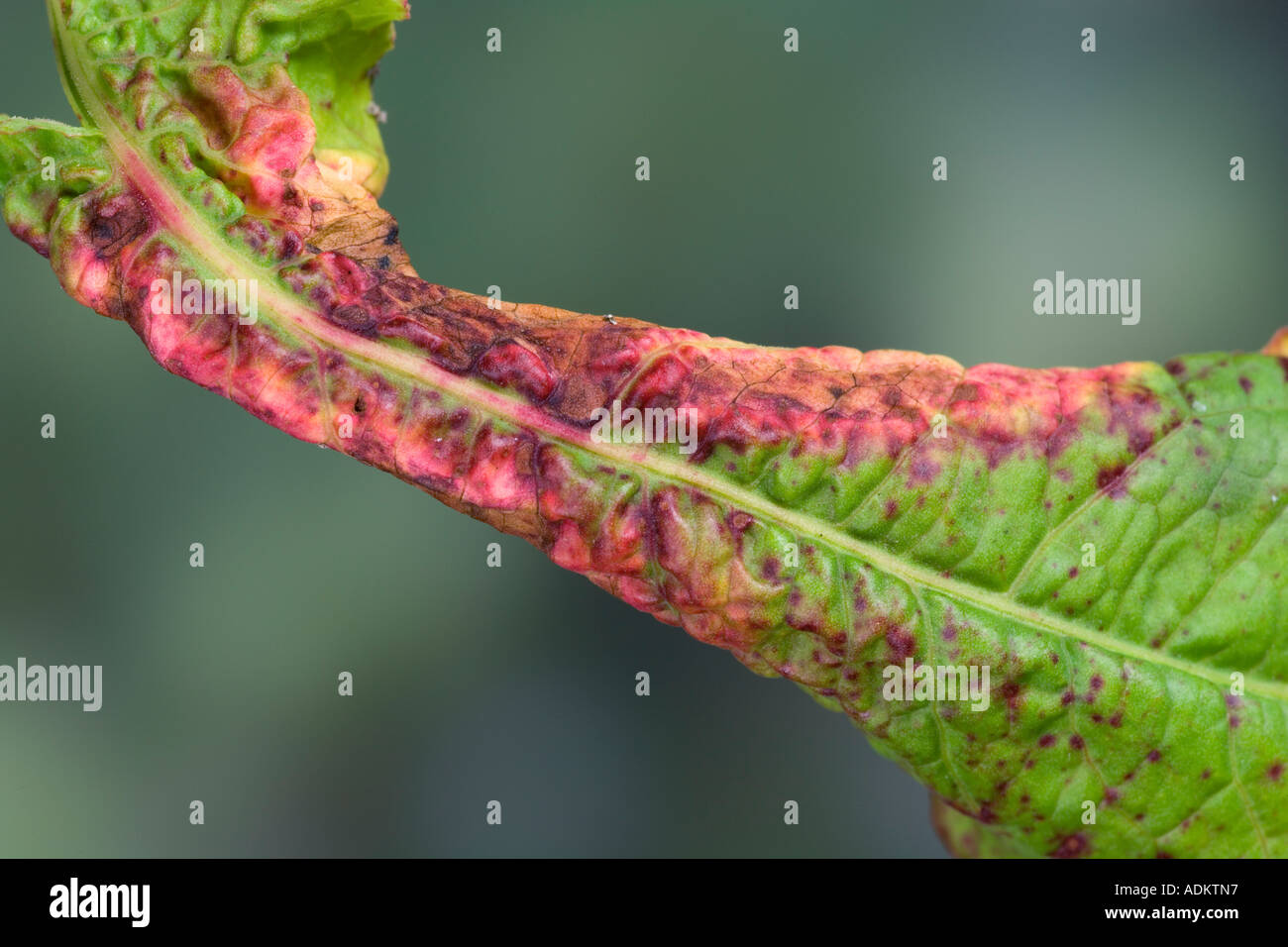 viral disorder on dock leaf potton bedfordshire Stock Photo