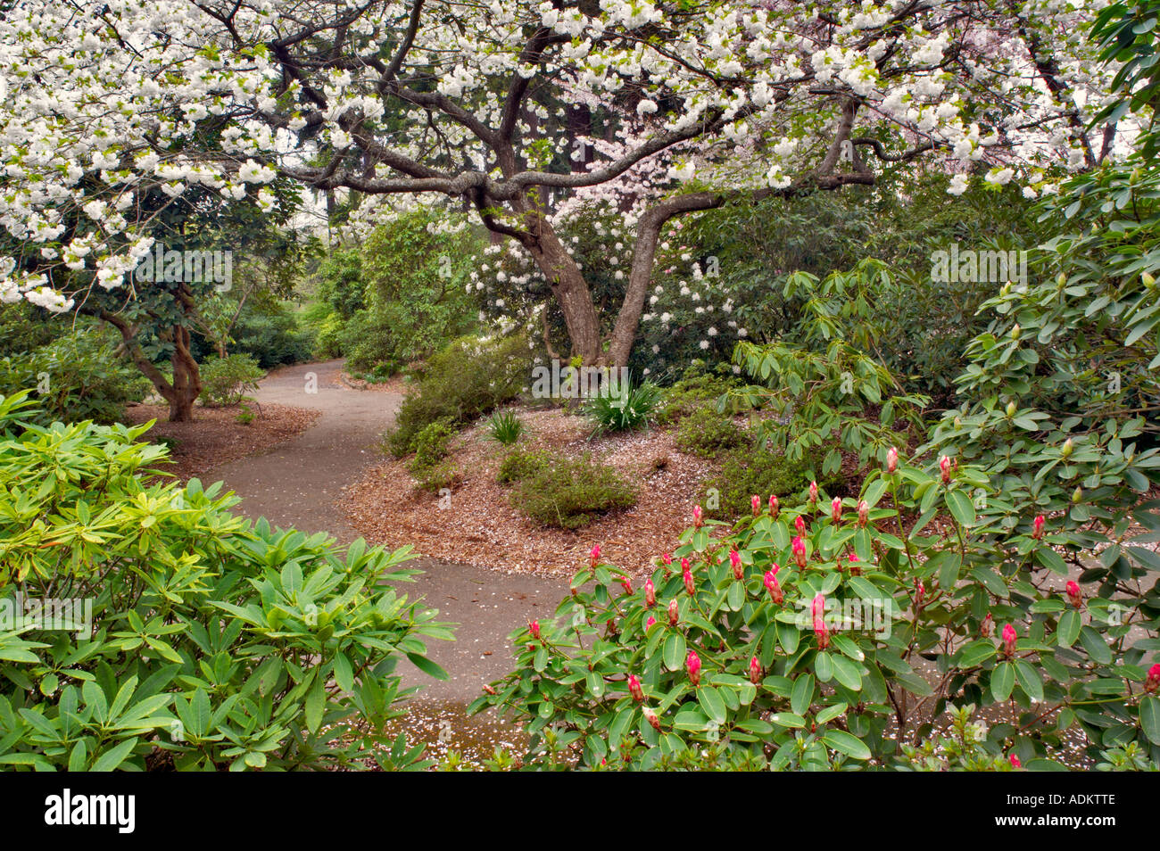 Rhododendron buds and cherry tree in bloom with path Crystal Spring Rhododendron Garden Oregon Stock Photo