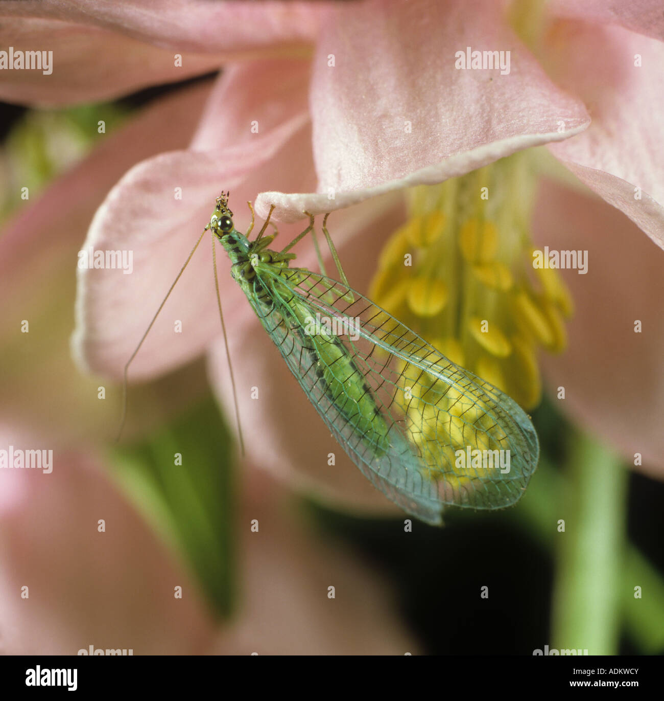 Lacewing Chrysopa perla adult on Aquilegia flower Stock Photo