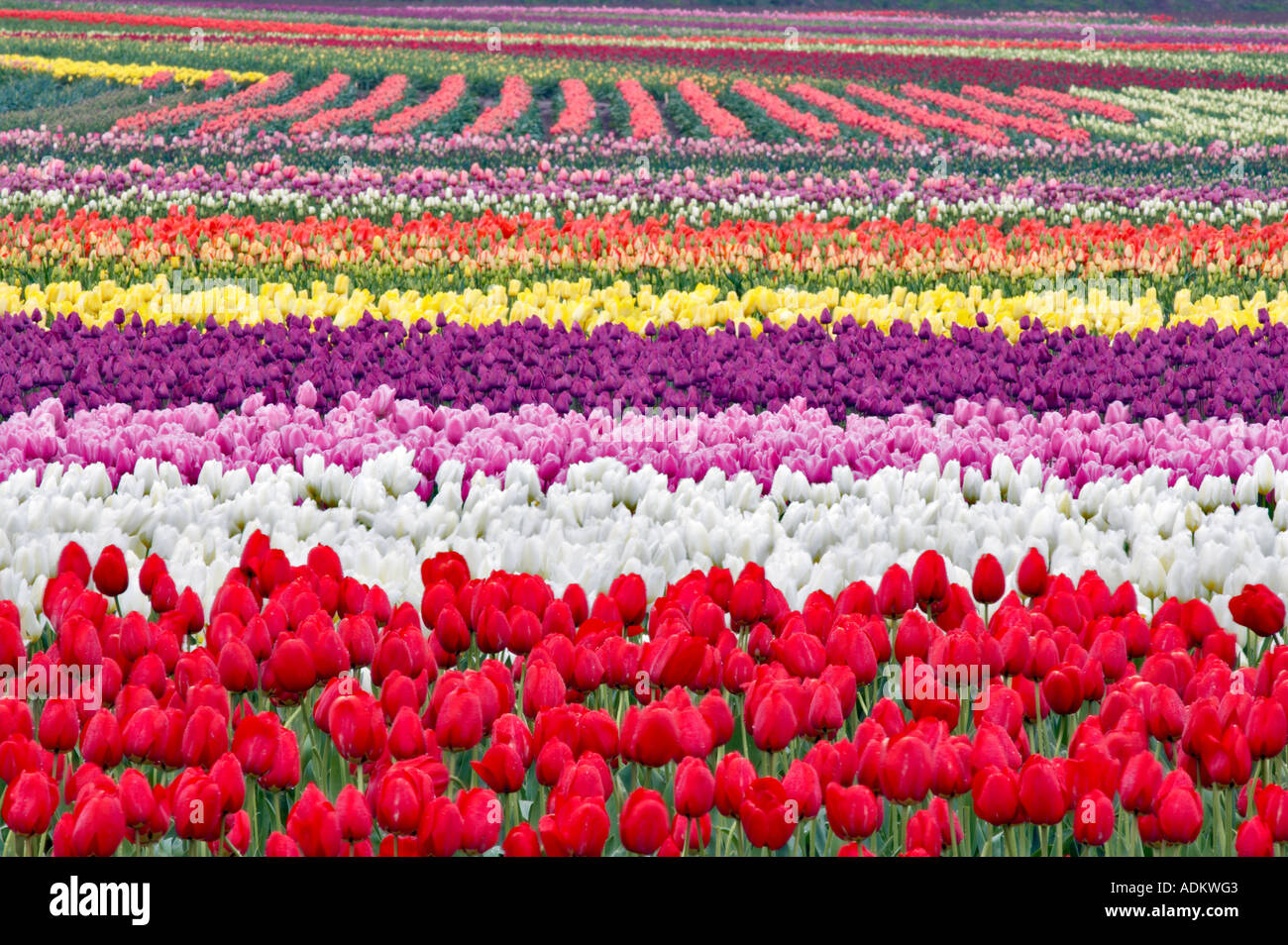 Field of multi colored tulips Tulip Town Mt Vernon Washington Stock