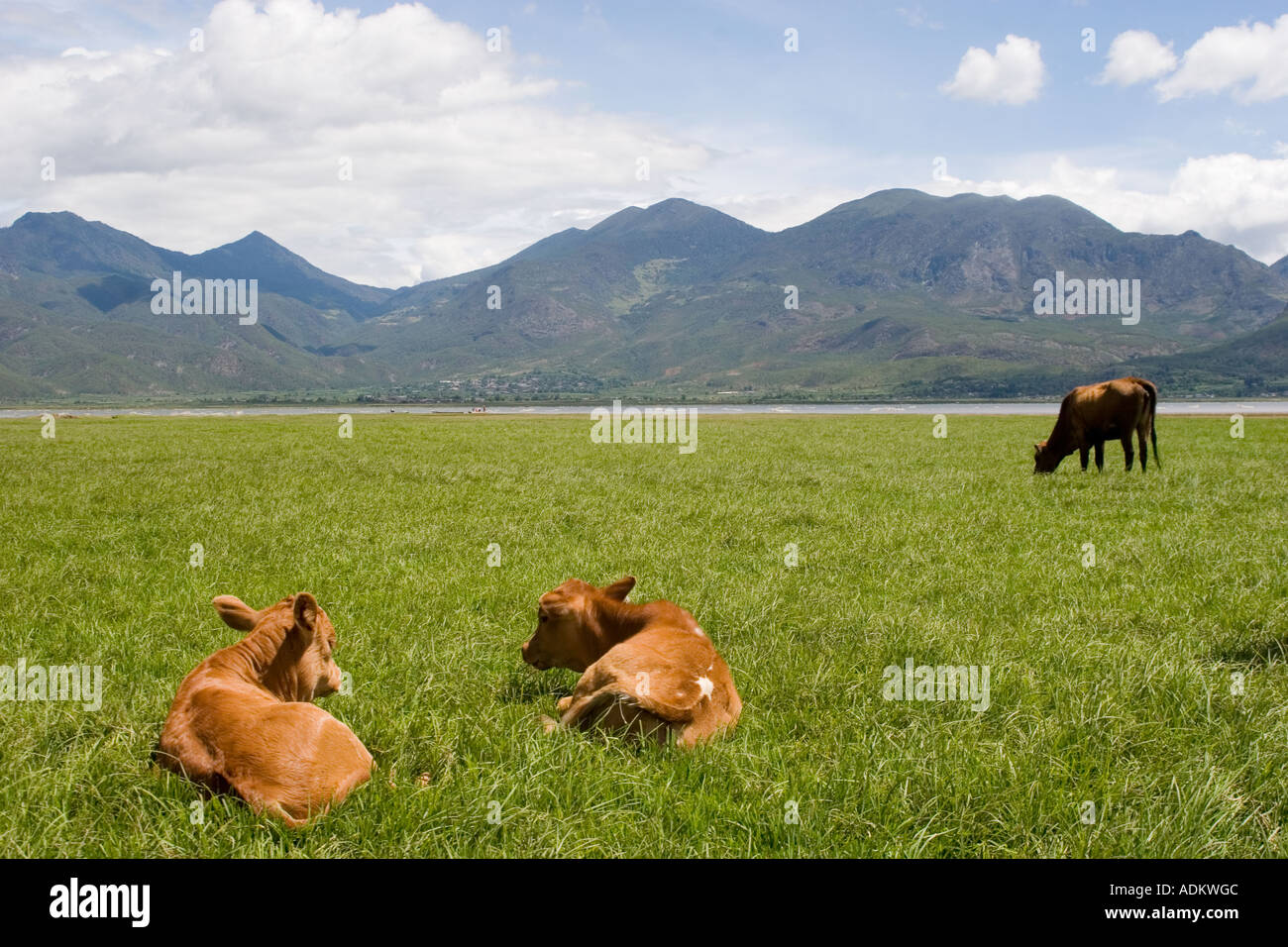 Green grass mountains cows hi-res stock photography and images - Alamy
