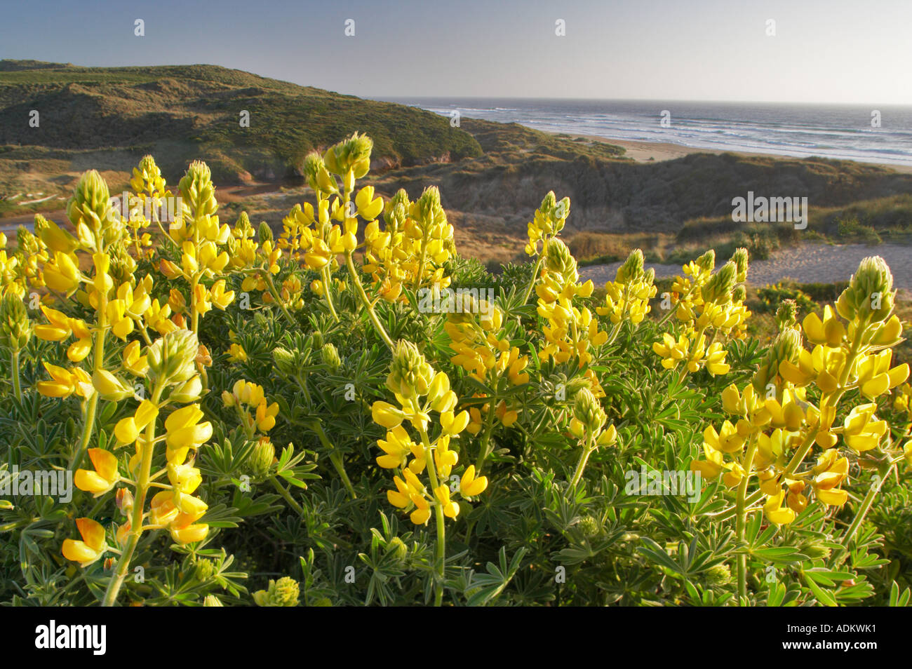 Yellow lupine wildflowers Point Reyes National Seashore California Stock Photo