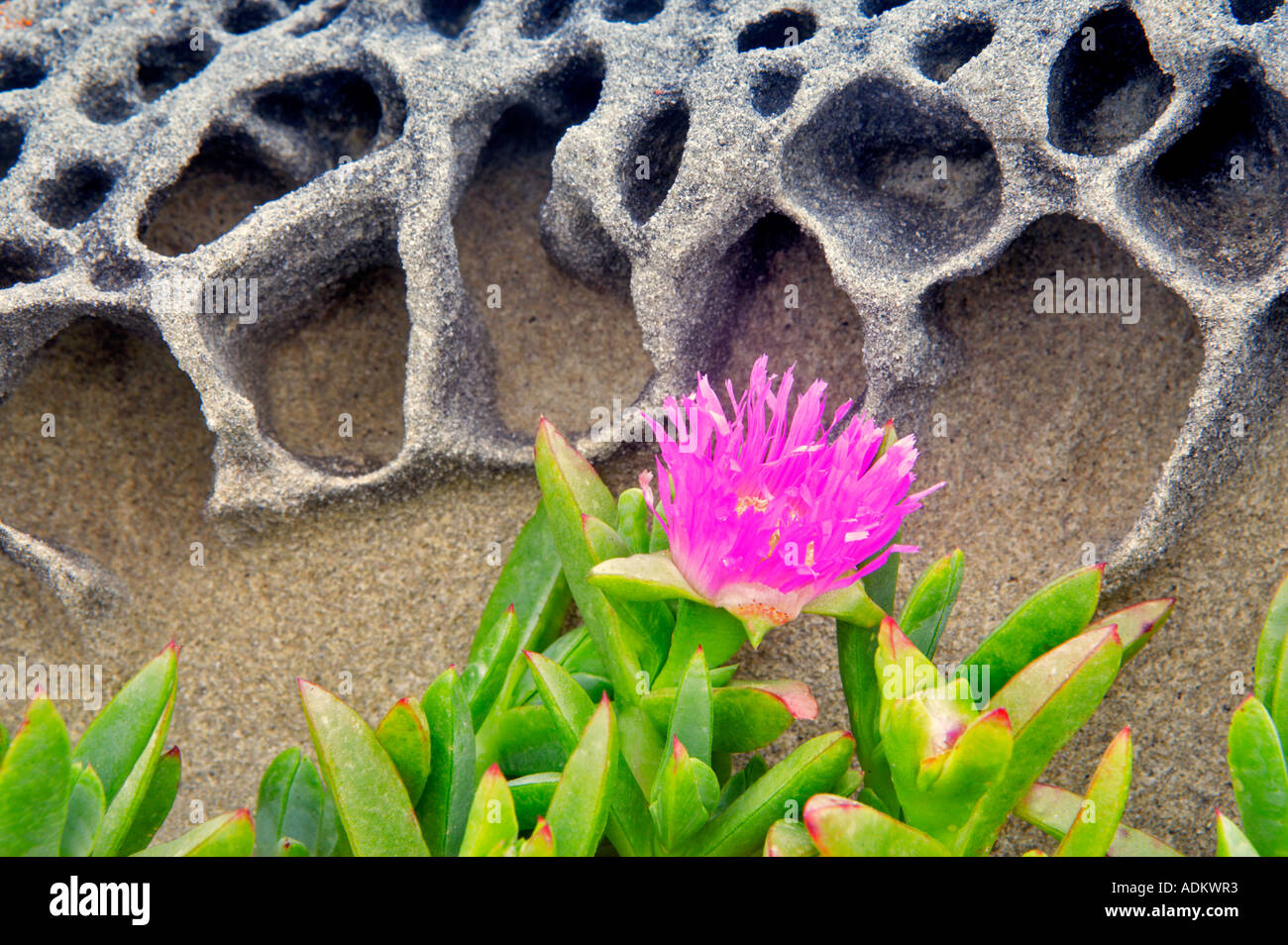 California ice plant in bloom hires stock photography and images Alamy