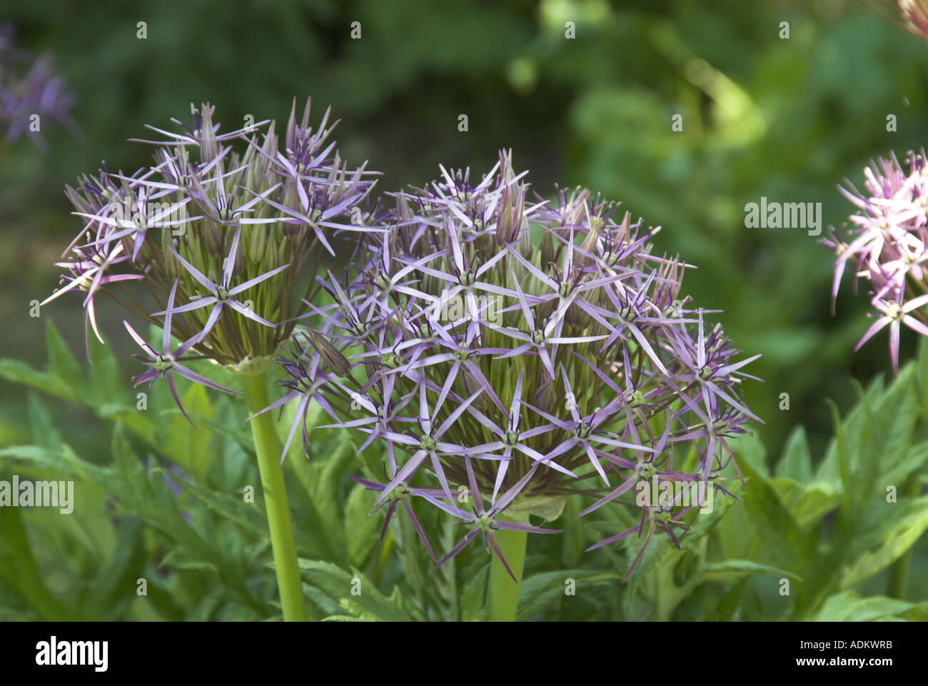 Allium Christophii Ornamental onion close up view of flower heads in mid summer Norfolk June Stock Photo