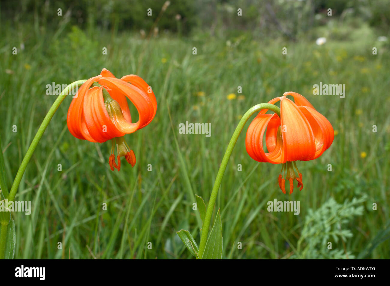 Two Carniolan Lilies on a High Karst meadow in Northern Dinaric Mountains, Slovenia Stock Photo