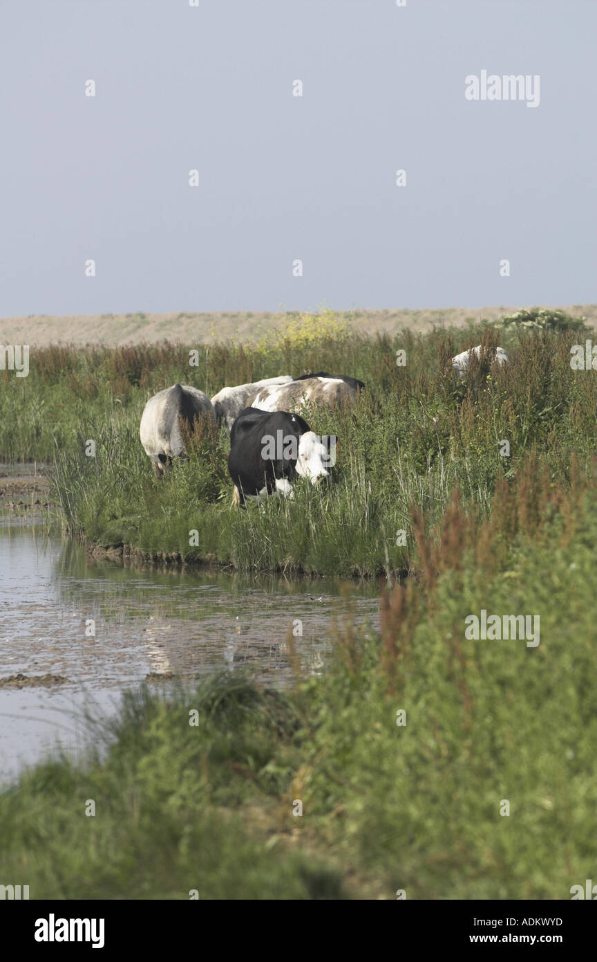 Cattle on coastal grazing marsh hi-res stock photography and images - Alamy