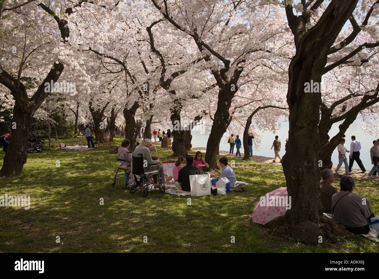 Family Picnic under cherry blossom trees at Cherry Blossom Stock Photo