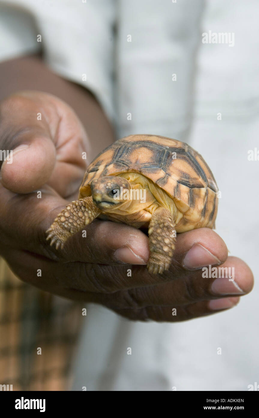 Baby Angonoka or Madagascar Plowshare tortoise (Geochelone yniphora) Endangered, Ampijoroa, CAPTIVE, Madagascar Stock Photo