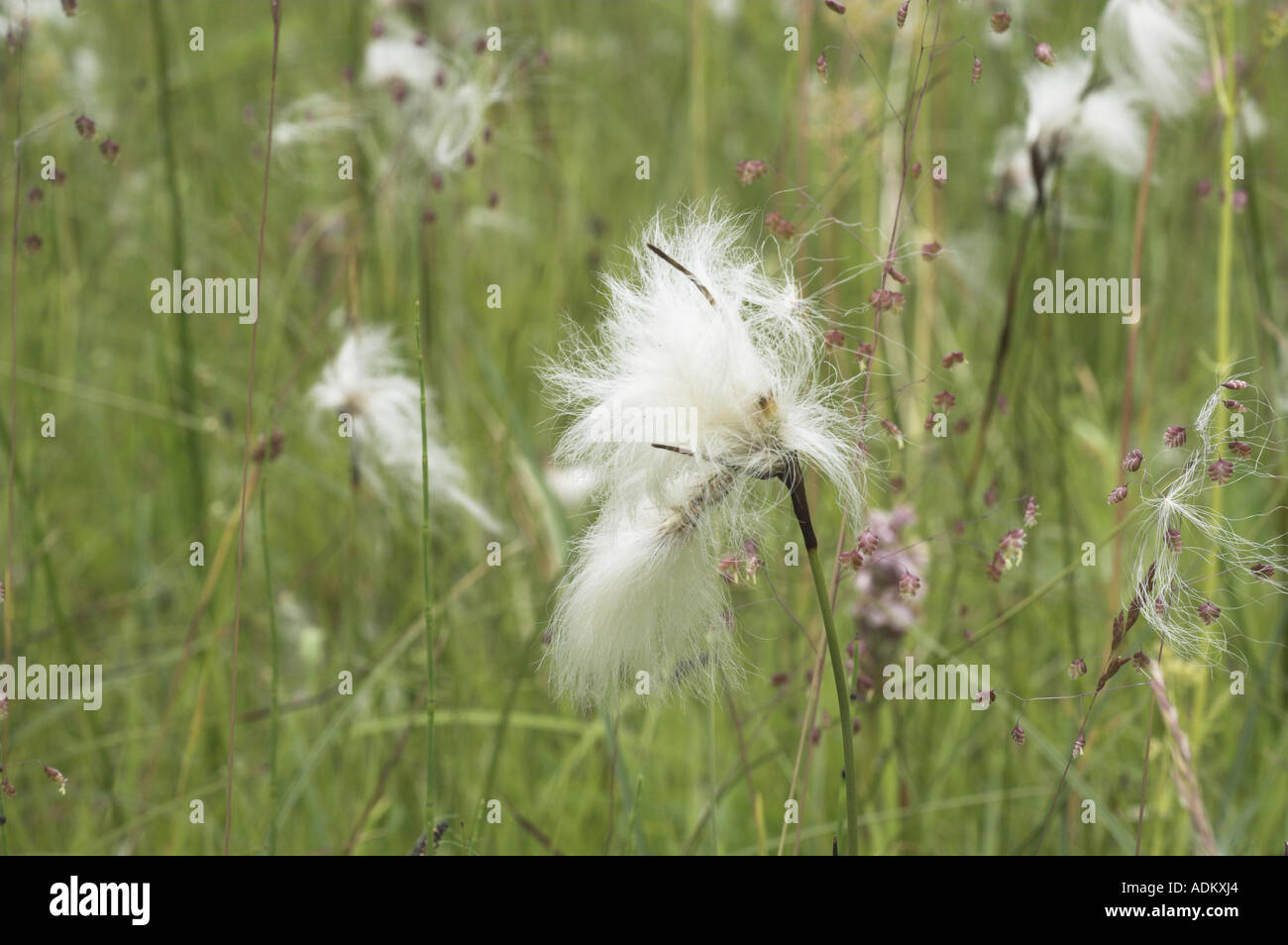 Common Cotton Grass eriophorum angustifolium growing on damp meadow