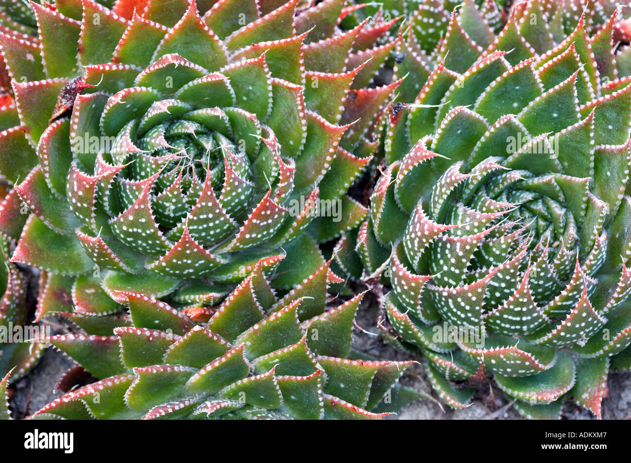 Aloe plant X Gasteraloe Royal Highness Mendoceno Coast Botanical Gardens  California Stock Photo - Alamy