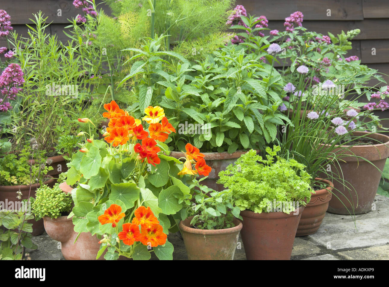 Collection of traditional herbs in pots on a garden patio in summer UK June Stock Photo